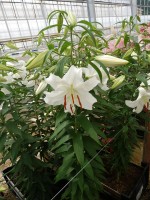 [5266 Casa Blanca VOF TYS No01.JPG]